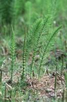 Grande Prêle - Jeunes tiges stériles  (Equisetum telmateia)
